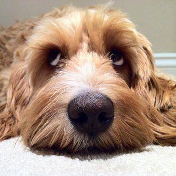 How My Dog Helped Me Through