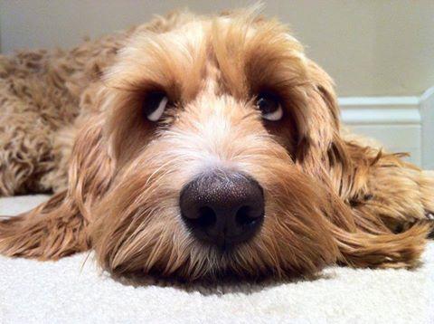 How My Dog Helped Me Through