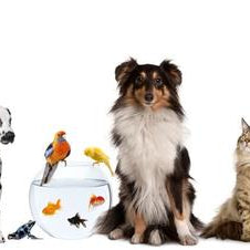 The benefits of pet therapy