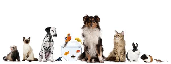 The benefits of pet therapy