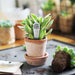 'Thank You For Helping Me or Us Grow' Plant Marker