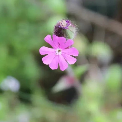 Wildflower Seeds Tube 