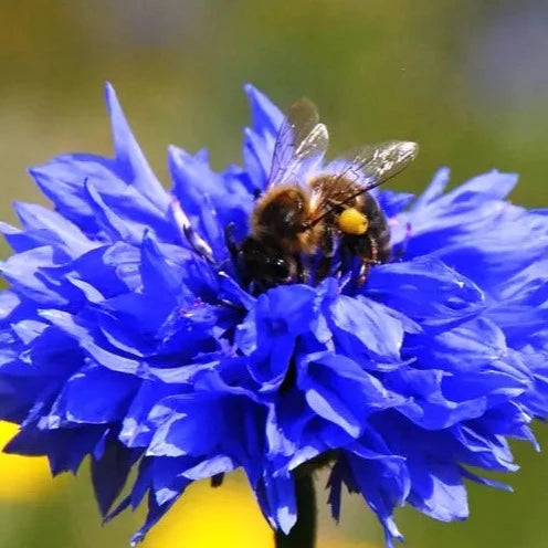 Wildflower Seeds Tube 