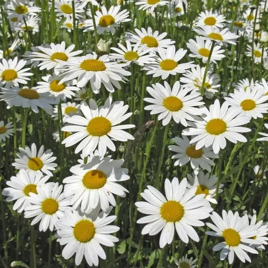 Wildflower Seeds Tube 