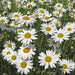 Wildflower Seeds Tube 