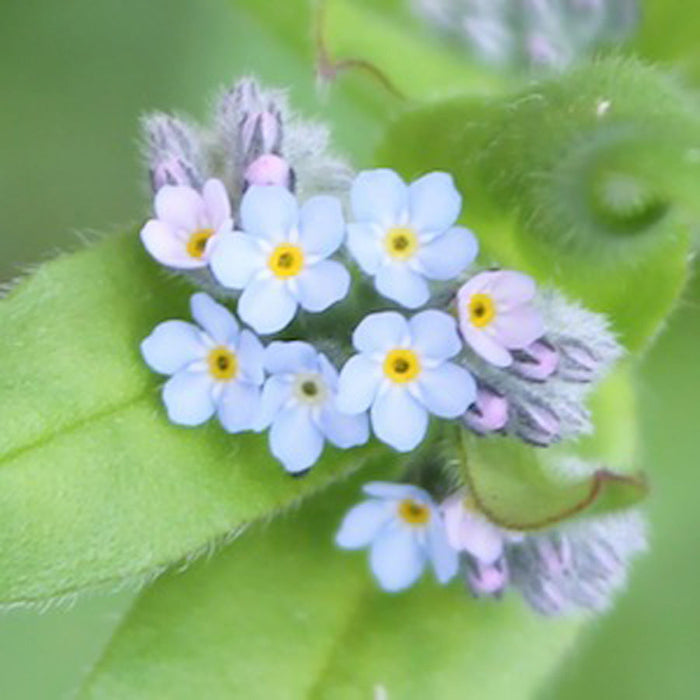 Forget Me Not Seeds