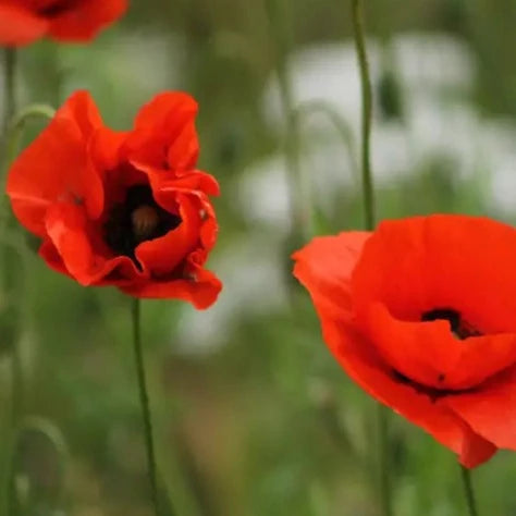 Wildflower Seeds Tube 
